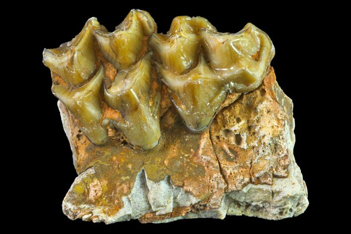 Fossil Horse (Mesohippus) Jaw Section - South Dakota #157459